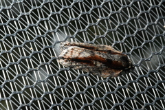 Acleris pulverosana