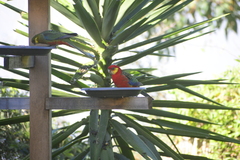 Platycercus icterotis icterotis