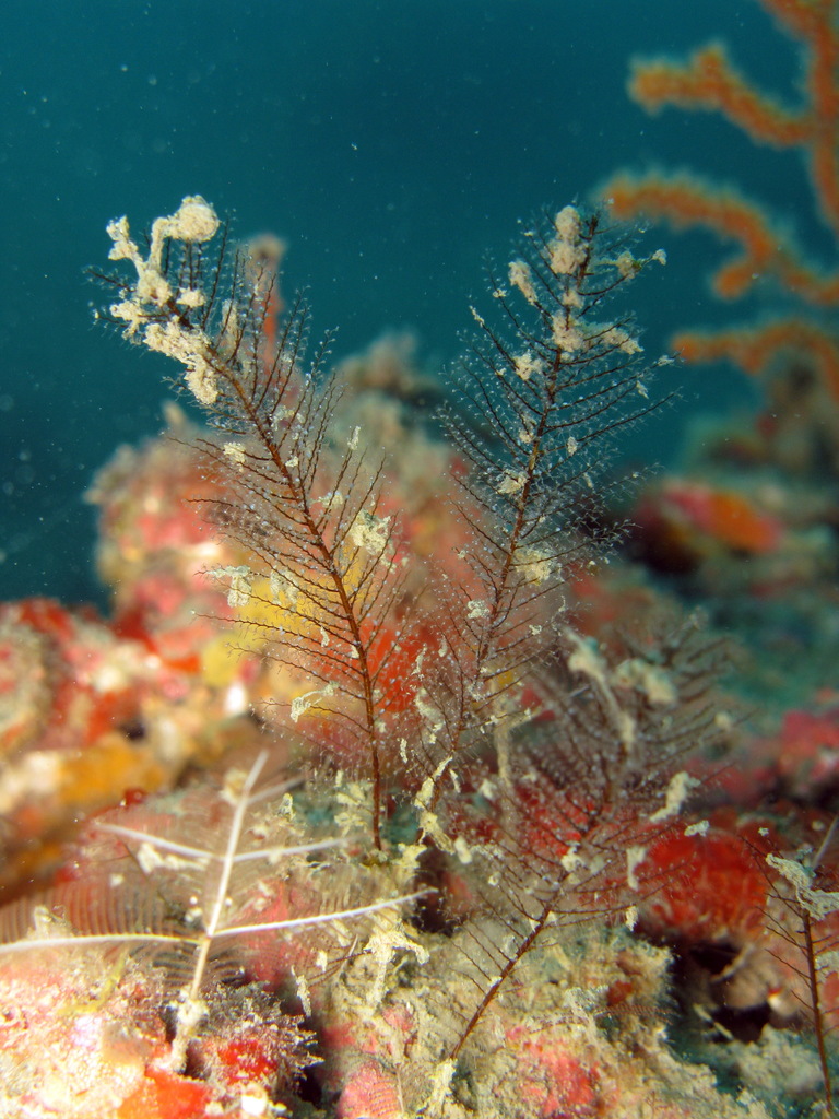 Sibogella