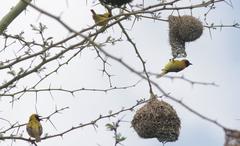 Ploceus intermedius cabanisii