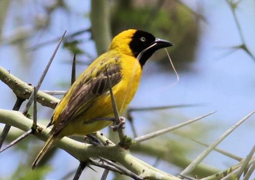 Lesser Masked Weaver