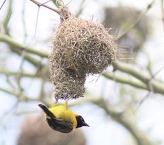 Ploceus intermedius cabanisii