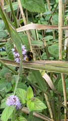 Bombus