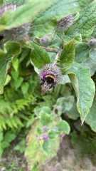 Bombus pratorum