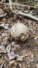 Amanita rubescens