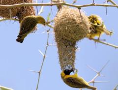Ploceus intermedius cabanisii
