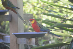 Platycercus icterotis icterotis