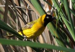 Ploceus intermedius cabanisii