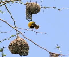 Ploceus intermedius cabanisii
