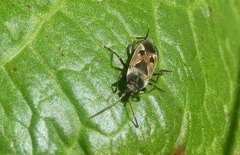 Rhyparochromus vulgaris