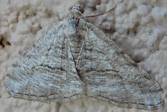 Digrammia pallorata