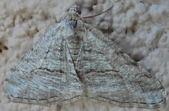 Digrammia pallorata