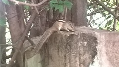 Funambulus pennantii