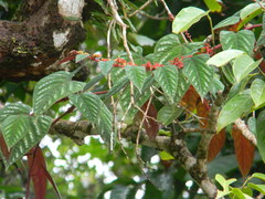 Cissus discolor rotundifolia