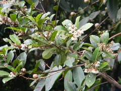 Elaeocarpus serratus