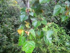 Mallotus tetracoccus