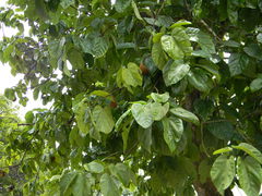 Pterygota alata