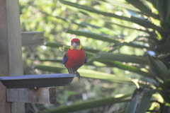 Platycercus icterotis icterotis