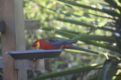 Platycercus icterotis icterotis