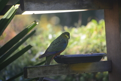 Platycercus icterotis icterotis