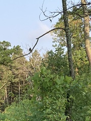 Pipilo erythrophthalmus