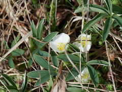 Potentilla alba