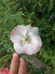 Papaver somniferum