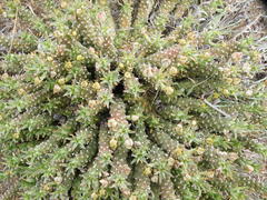 Euphorbia davyi