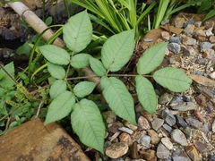 Aralia spinifolia
