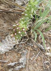 Euphorbia davyi