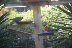 Platycercus icterotis icterotis