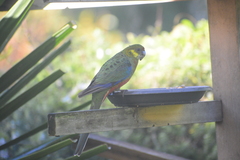 Platycercus icterotis icterotis