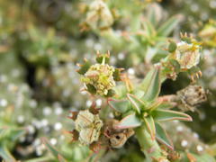 Euphorbia davyi