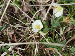 Potentilla alba