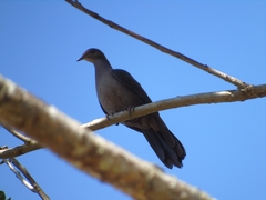 Patagioenas plumbea