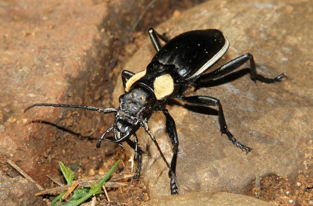 Common Oogpister
