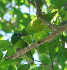 Cyclopsitta diophthalma
