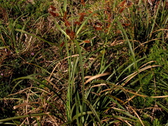 Cyperus thunbergii