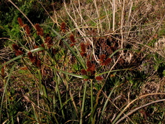 Cyperus thunbergii