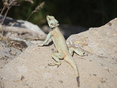 Laudakia nupta nupta