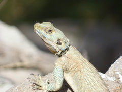 Laudakia nupta nupta