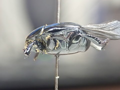 Hister furtivus