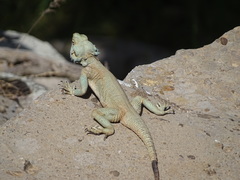 Laudakia nupta nupta