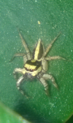 Leptofreya