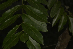 Dysoxylum mollissimum
