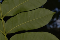 Dysoxylum mollissimum