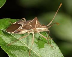 Cletoliturus lituripennis