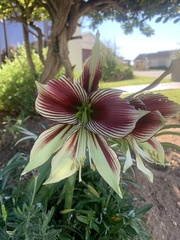 Hippeastrum papilio