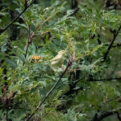 Phylloscopus nitidus