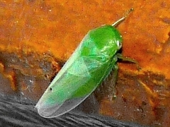 Batracomorphus allionii